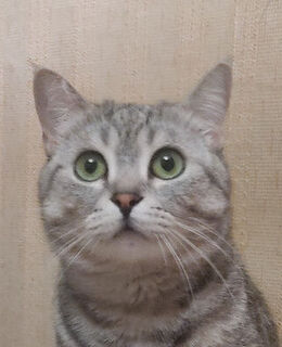 Сергей Палей